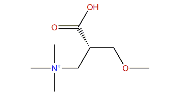 (-)-Echinobetaine A